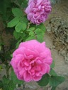 Image Mme Jocelyne Mas